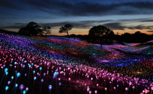 Field of Light - Bruce Munro