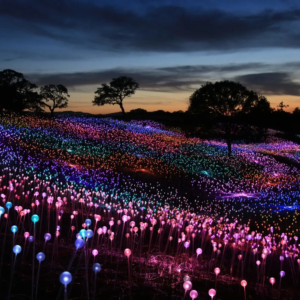 Field of Light - Bruce Munro